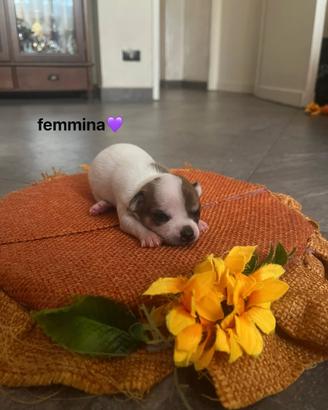 Chihuahua