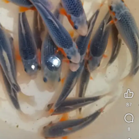Carpe Koi e tutti pesci acquario laghetti