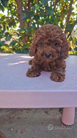Barboncino Red Brown Salerno