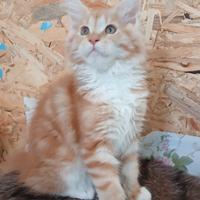 Ultima cucciola Maine coon