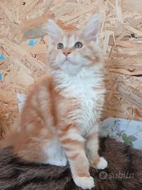 Ultima cucciola Maine coon