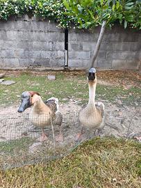 Oche cigno