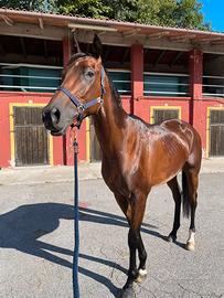 Cavallo P.S.I