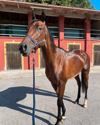 Cavallo P.S.I