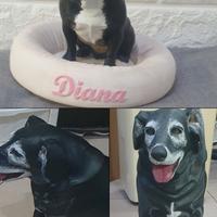 riproduzione del tuo cane