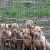 Pitbull american Pitbull terrier