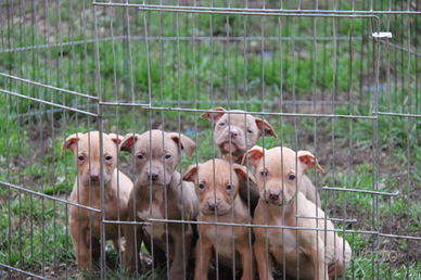 Pitbull american Pitbull terrier