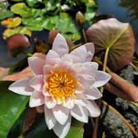 ninfea rustica bianca