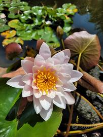 ninfea rustica bianca