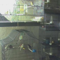 Canarini Agata e Arlecchino Portoghese