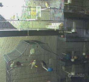 Canarini Agata e Arlecchino Portoghese