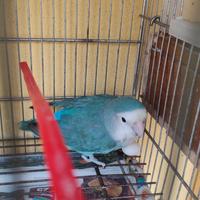 5 Cocorite colori vari bellissime