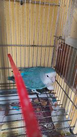 5 Cocorite colori vari bellissime