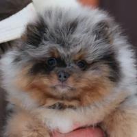 Spitz di Pomerania femmina pedigree ICU