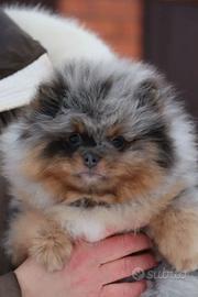Spitz di Pomerania femmina pedigree ICU
