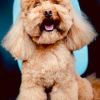 Barboncino Toy Red DISPONIBILE PER MONTA