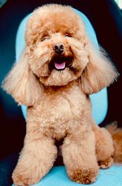 Barboncino Toy Red DISPONIBILE PER MONTA