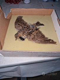 richiamo allodola caccia