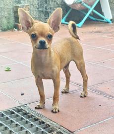 Cucciolo di chihuahua