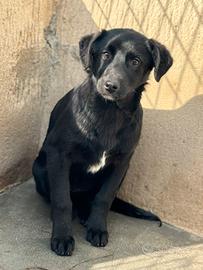 Morgana cucciola timida 4 mesi taglia media