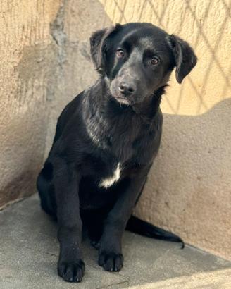 Morgana cucciola timida 4 mesi taglia media