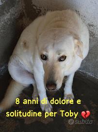 TOBI 8 ANNI taglia media grande ORA E' IN CANILE