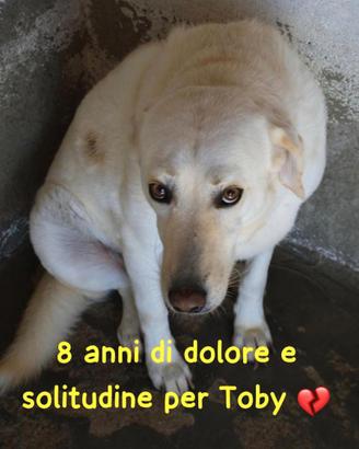 TOBI 8 ANNI taglia media grande ORA E' IN CANILE