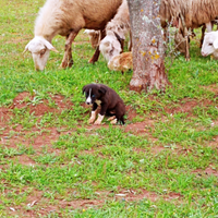 Cuccioli di border collie