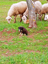 Cuccioli di border collie