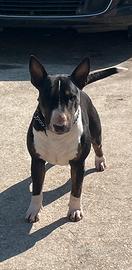 Bull terrier