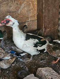 Anatra muta maschio