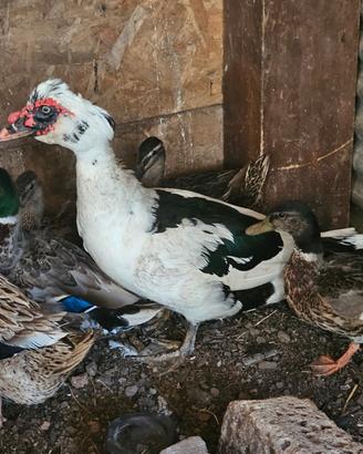 Anatra muta maschio