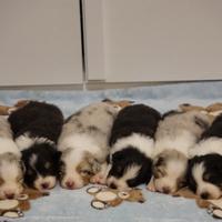 Cuccioli Pastore Australiano