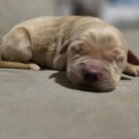 Golden retriver linea americana