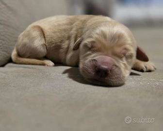 Golden retriver linea americana