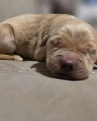 Golden retriver linea americana