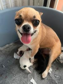 Cuccioli di chihuahua micro