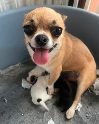 Cuccioli di chihuahua micro