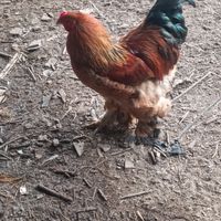 Gallo brahma