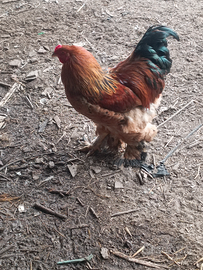Gallo brahma