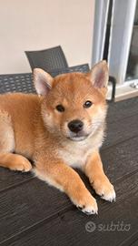 Ultimo cucciolo di Shiba Inu
