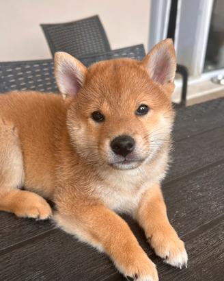 Ultimo cucciolo di Shiba Inu