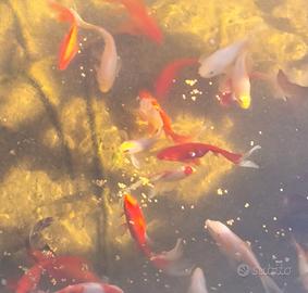 Pesci rossi