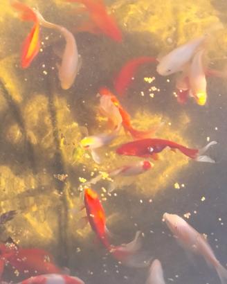 Pesci rossi