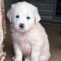 Cucciolo pastore maremmano