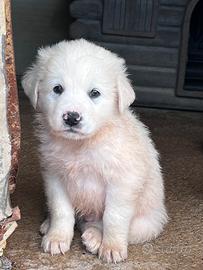 Cucciolo pastore maremmano