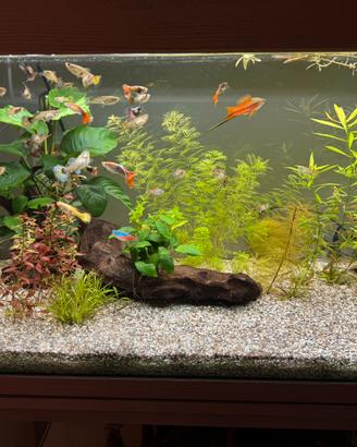 Acquario juwel rio 180 da 200 litri e accessori