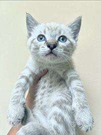 Gattini siamesi tabby