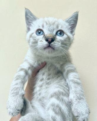 Gattini siamesi tabby