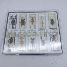 INSETTI SCATOLA 10 PZ SCORPIONE GIGANTE